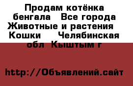 Продам котёнка бенгала - Все города Животные и растения » Кошки   . Челябинская обл.,Кыштым г.